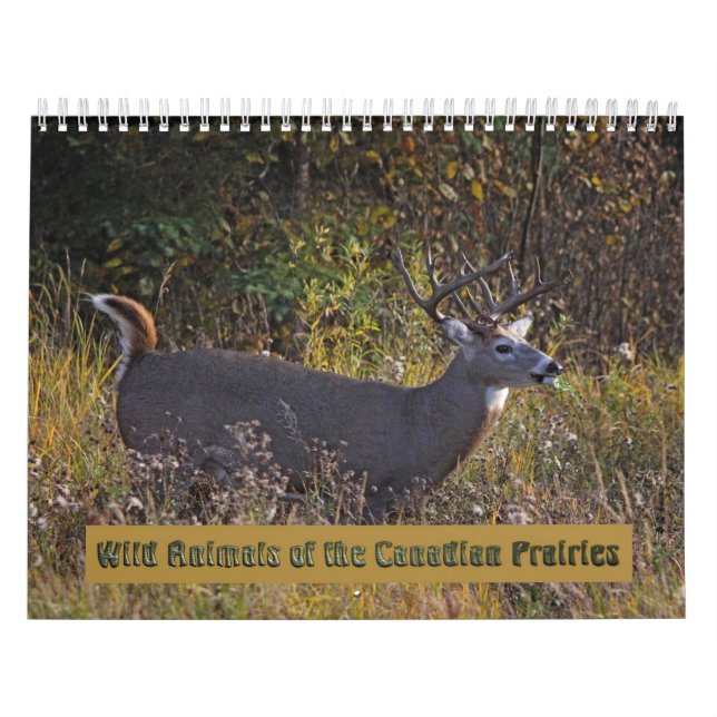 Wildtiere des Kanadischen Prärienkalenders Kalender (Titelbild)