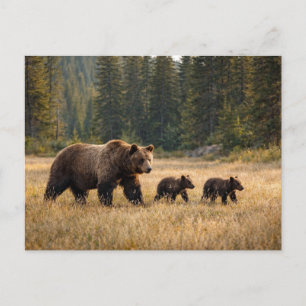 Wildtiere Grizzlybär und Junge Postkarte