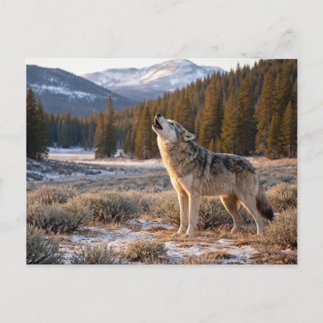 Wildtiere Heulender Grauer Wolf Postkarte (Vorderseite)