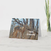 Wildtiere Hirsche Woods Foto Beileid
