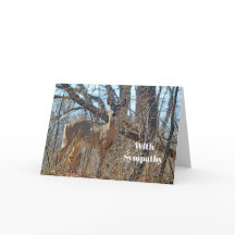 Wildtiere Hirsche Woods Foto Beileid