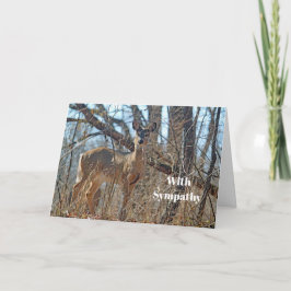 Wildtiere Hirsche Woods Foto Beileid Karte
