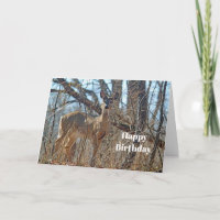 Wildtiere Hirsche Woods Foto Geburtstag