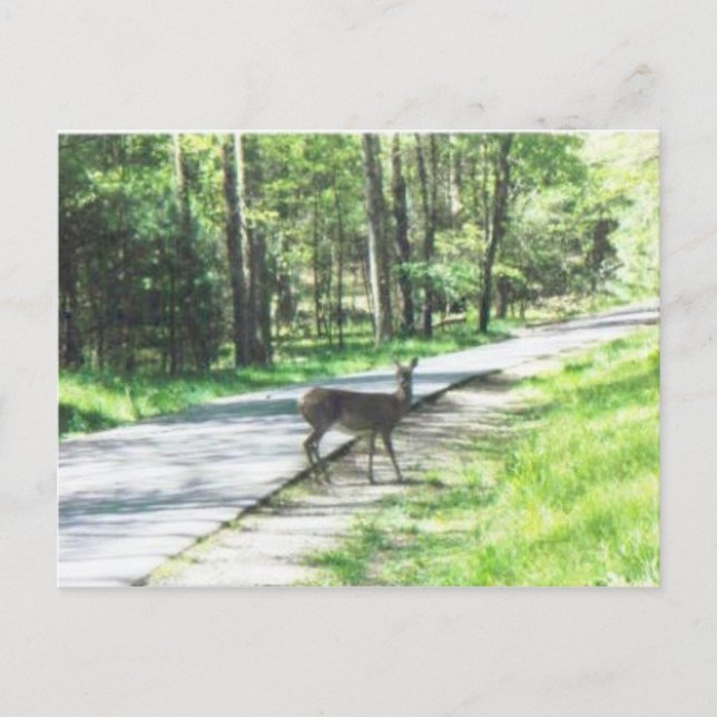 Wildtiere in den Rauchgebieten #72 Postkarte (Vorderseite)