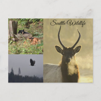 Wildtiere in Seattle Postkarte