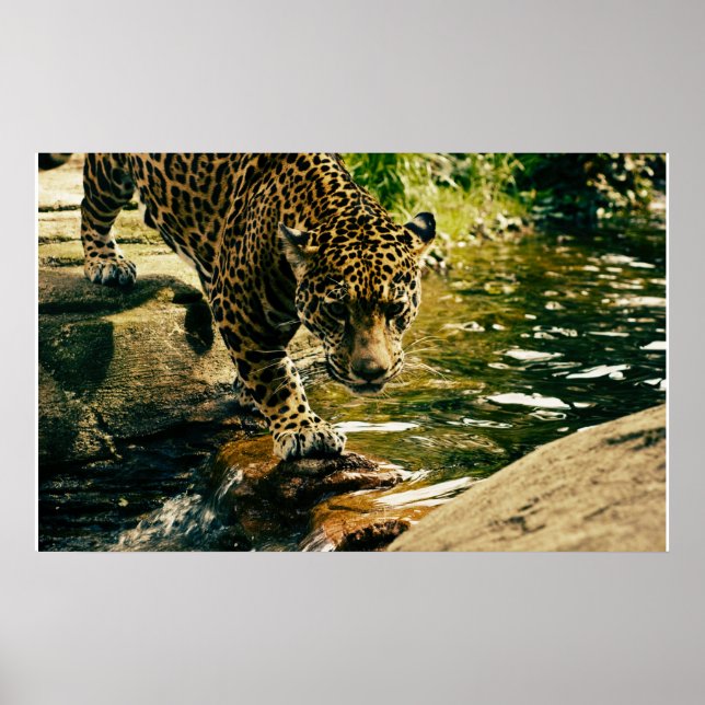 Wildtiere Poster (Vorne)