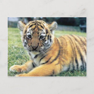 Wildtiere Postkarte