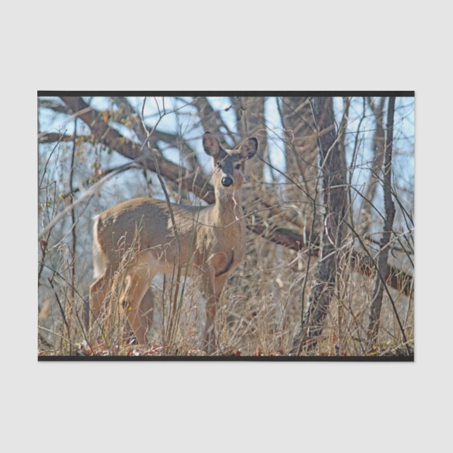 Wildtiere  seidenpapier (Vorderseite)