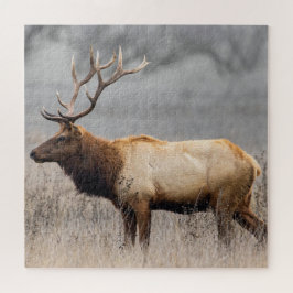 Wildtiere Wildtiere Naturbuck