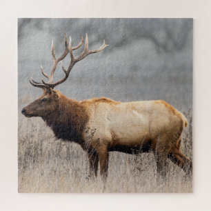 Wildtiere Wildtiere Naturbuck