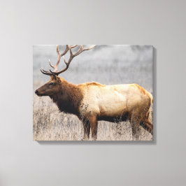 Wildtiere Wildtiere Naturbuck Leinwanddruck