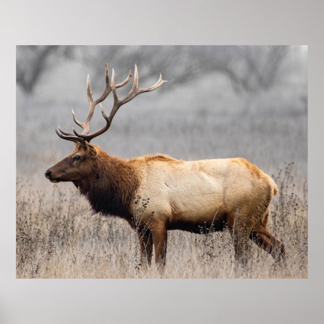 Wildtiere Wildtiere Naturbuck Poster (Vorne)