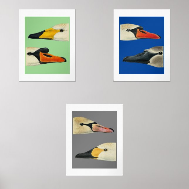 Wildvögel Arten von Schwänen Print-Set Bilderwand Sets (Vorderseite)
