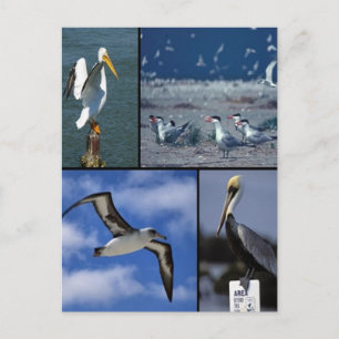Wildvögel Postkarte