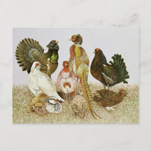 Wildvögel Postkarte