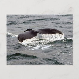 Wildwale Schwanz Alaska Foto Postkarte