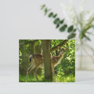 Wildwild in Wäldern unter Bäumen Postkarte