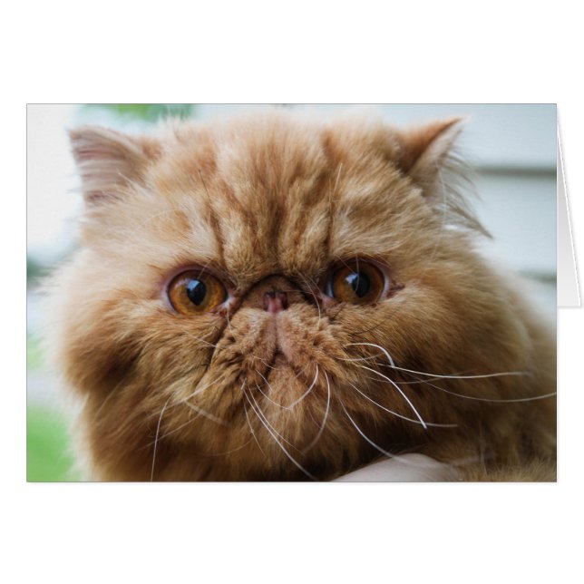 Wilford Up Close et Personal (Devant horizontal)