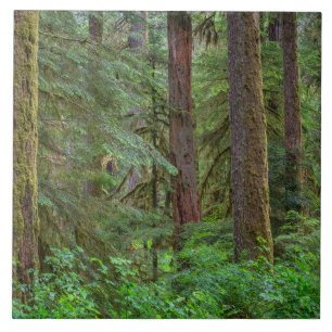Willamette National Forest Oregon Fliese