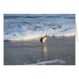 Willet's interessante Suche