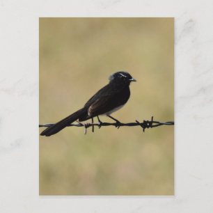 WILLIA WAGTAIL AUF FENCE QUEENSLAND AUSTRALIEN POSTKARTE