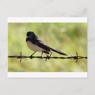 WILLIA WAGTAIL LÄNDLICHE QUEENSLAND AUSTRALIEN POSTKARTE