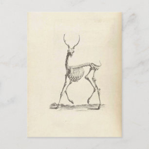William Cheselden Deer Skeleton Postkarte