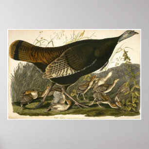 William Lizars Wild Türkei Poster