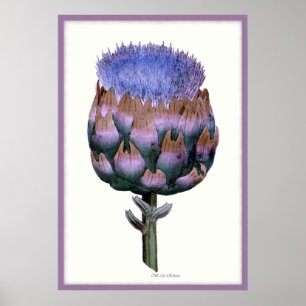 William Woodville Series ~ Scotch Thistle Poster
