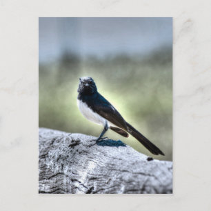 WILLIE WAGTAIL AUSTRALIA MIT KUNSTWIRKUNGEN POSTKARTE