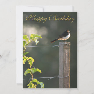 Willie Wagtail Happy Birthday