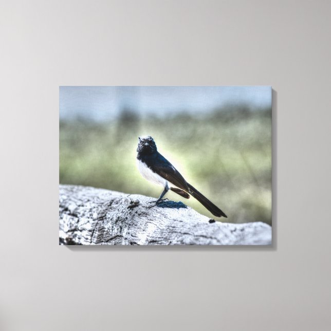 WILLIEN WAGTAIL AUF ZENTREN LÄNDLICHE QUEENSLAND A LEINWANDDRUCK (Vorderseite)