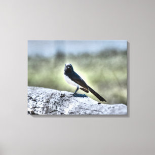 WILLIEWAGTAIL AUF ZAUN LÄNDLICHES QUEENSLAND LEINWANDDRUCK