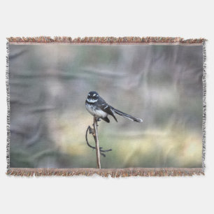 WILLIEWAGTAIL IN LÄNDLICHEM QUEENSLAND AUSTRALIEN DECKE