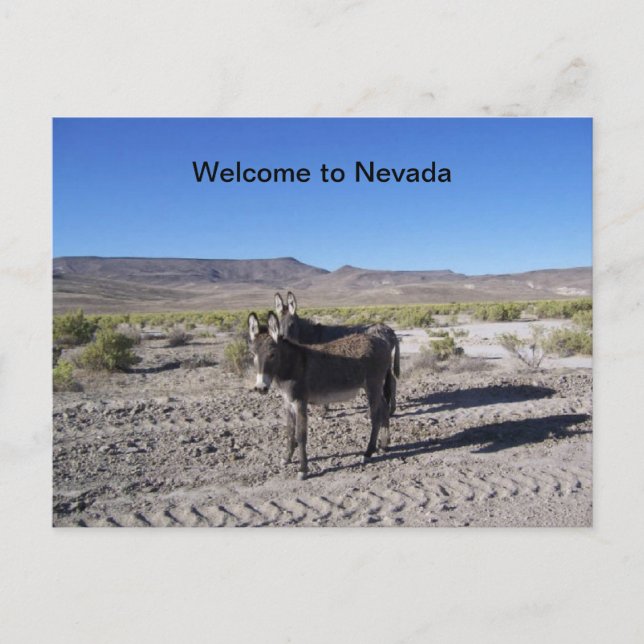 Willkommen bei der Nevada Postcard mit 2 Burros Postkarte (Vorderseite)