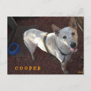 WILLKOMMEN BEI IHREM NEUEN ZUHAUSE COOPER ANKÜNDIGUNGSPOSTKARTE
