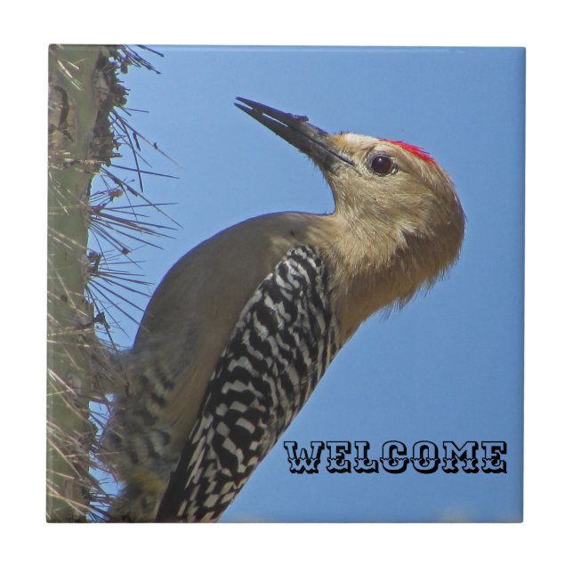 Willkommen Gila Woodpecker Foto Südwest Bird Fliese (Vorderseite)
