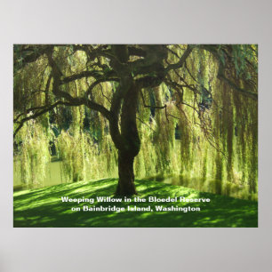 Willow Bloedel Reservat Bainbridge Island Poster