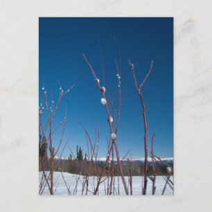 Willow Catkin Portrait Postkarte