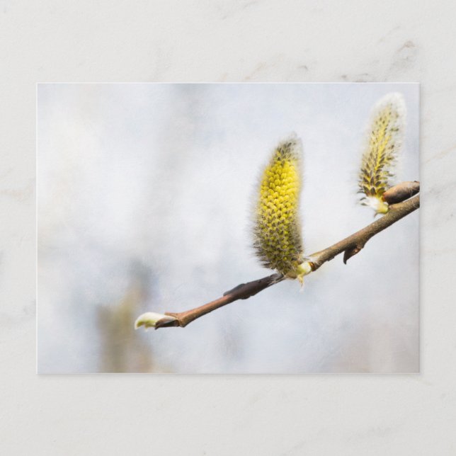 Willow Catkins - Silver World Postkarte (Vorderseite)