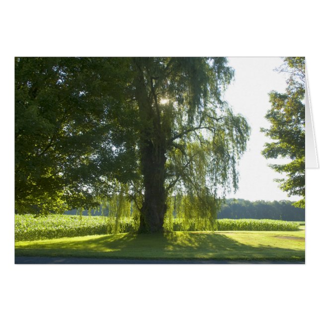 Willow du matin - Commencez la journée du soleil b (Devant horizontal)