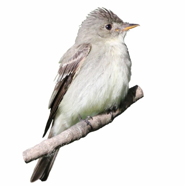 Willow Flycatcher Fotoskulptur Magnet (Vorne)