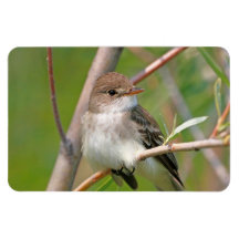 Willow Flycatcher