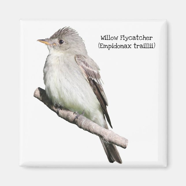 Willow Flycatcher Magnet (Vorne)