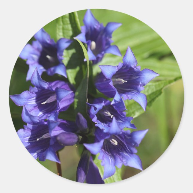 Willow gentian (Gentiana asclepiadea) Runder Aufkleber (Vorderseite)