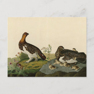 Willow Grous (Grouse) - Audubons Vögel von Amerika Postkarte