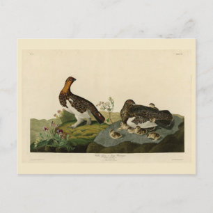 Willow Grous (Grouse) - Audubons Vögel von Amerika Postkarte