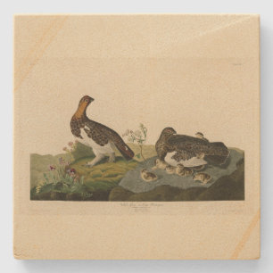 Willow Grous (Grouse) - Audubons Vögel von Amerika Steinuntersetzer