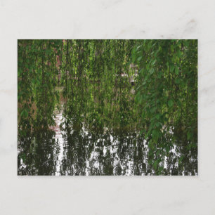 Willow mit Postkarte für den Teich
