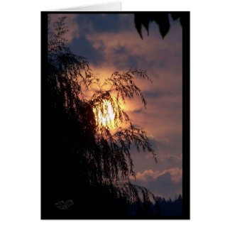Willow pleuvoir à la carte Sunrise